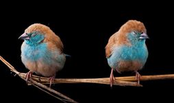 National Geographic The 21st Century: Photographs From the Image Collection - 圖片 4