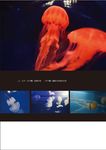南方以南: 海生館駐館筆記 - 圖片 6