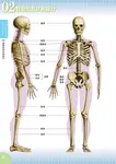 人體解剖圖精準畫出人物姿勢: 彩色圖解, 一目了然骨骼&肌肉位置 - 圖片 6