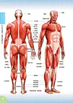 人體解剖圖精準畫出人物姿勢: 彩色圖解, 一目了然骨骼&肌肉位置 - 圖片 7