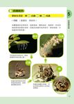 昆蟲, 就該這樣養! 陸棲篇 - 圖片 4