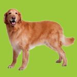 Food超人聰明認知大圖卡/ 動物王國 - 圖片 2