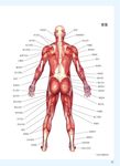 強化核心肌群基礎技法: 全身肌肉圖解, 姿勢正確, 效果加倍! - 圖片 6