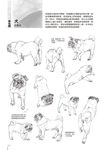 1500種動物姿勢素描圖鑑 - 圖片 4