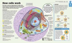 How the Body Works - 圖片 2