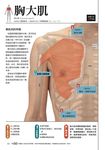 肌肉機能解剖觸診技術臨床按摩療法 - 圖片 10