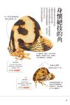 角蟬: 不可思議的昆蟲 - 圖片 7