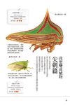 角蟬: 不可思議的昆蟲 - 圖片 5
