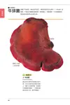 蕈菇圖鑑: 比一比就知道 - 圖片 2