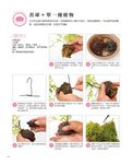 初學者也OK的森林原野系草花小植栽 - 圖片 5