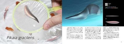 古生物のサイズが実感できる! リアルサイズ古生物図鑑: 古生代編 - 圖片 6