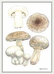 菇的呼風喚雨史: 從餐桌、工廠、實驗室、戰場到農田, 那些人類迷戀、依賴或懼怕的真菌與它們的祕密生活 - 圖片 5