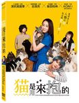猫是用來抱的 - 圖片 1