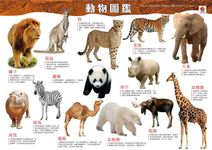 探索動物森林 - 圖片 3