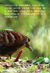 珍愛台灣: 特有生態體驗遊戲書 (豪華版/附遊戲卡) - 圖片 10