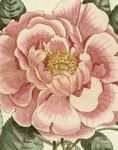 John Derian Picture Book II - 圖片 1