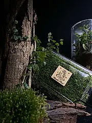 Hanabi plant煙花蕨醒 【非野採】 小灰蘚 小灰苔