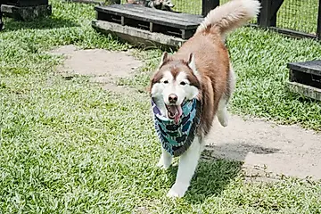 【誠品限定】SOU．SOU X Outdoor Nation戶外寵物圍巾/ 科幻/ 布芝空薔薇/ L