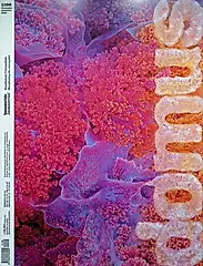 Domus (Nov/No.1106/2025)