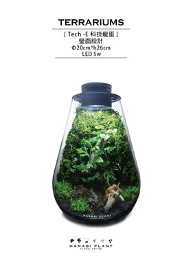 Hanabi plant 煙花蕨醒 科技款生態瓶-龍蛋/ 科技龍蛋-壁面