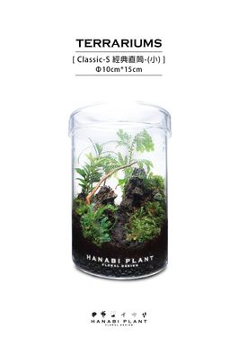 Hanabi plant 煙花蕨醒 經典款生態瓶-直筒 (小)