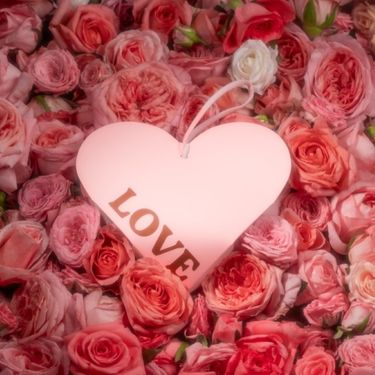 Collins室內/車用香氛掛盒/ 30g/ ROSE GARDEN玫瑰莊園