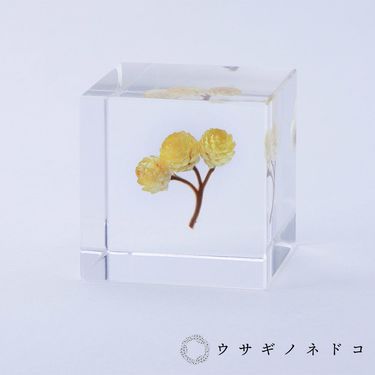 usaginonedoko京都兔之床Sola cube永久花立方塊/ 宙言葉: 心的太陽