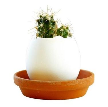 聖新陶芸Eggling植物栽培蛋/ 仙人掌