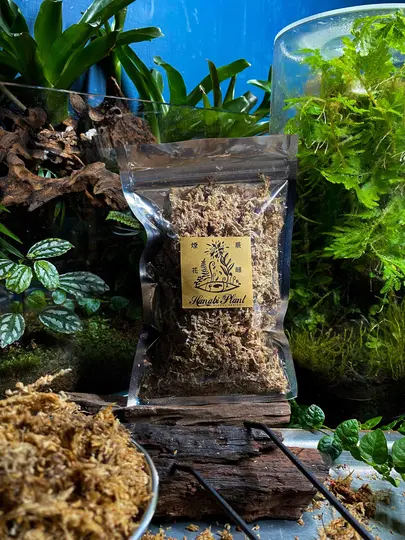 Hanabi plant 煙花蕨醒 水苔