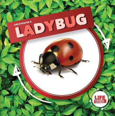 Life Cycle of a Ladybug