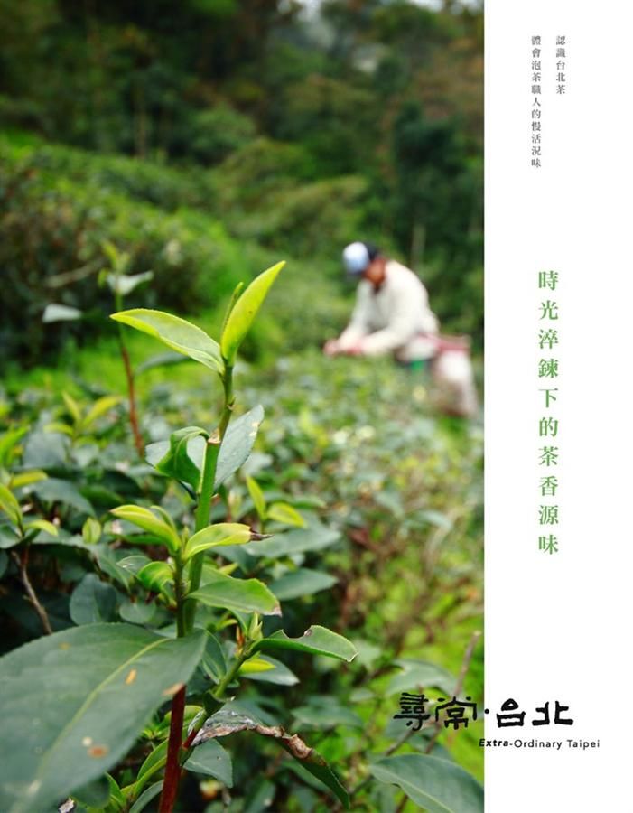 尋常．台北 品茗好茶: 時光淬鍊下的茶香源味