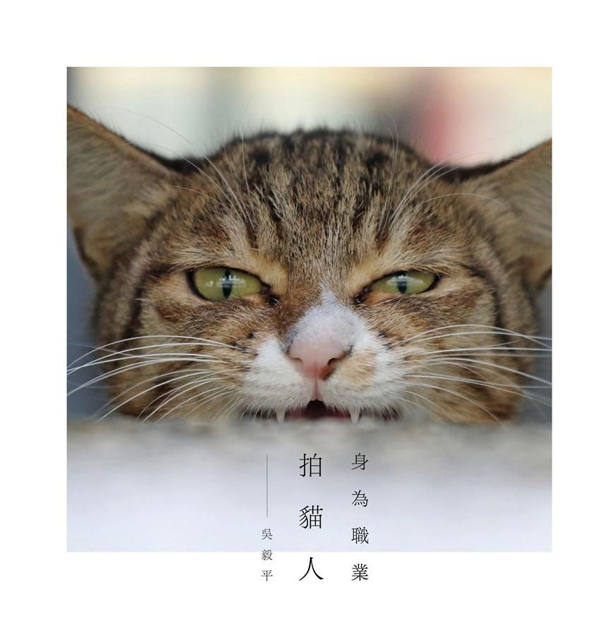 身為職業拍貓人: 不論如何, 拍貓人生還是少了許多煩惱