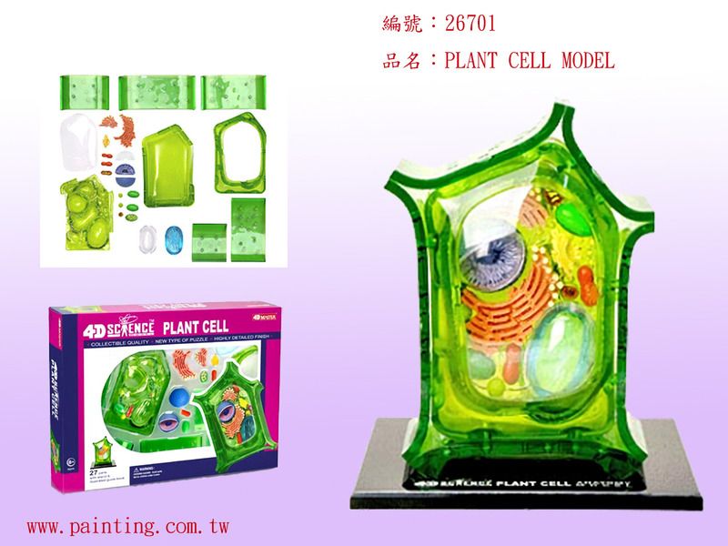 4D MASTER Vison模型/ 半透視植物細胞/ 624002