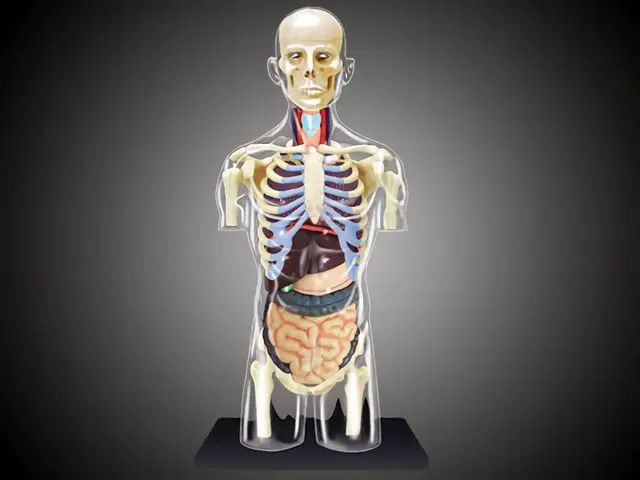 4D MASTER Human模型/ 全透視器官