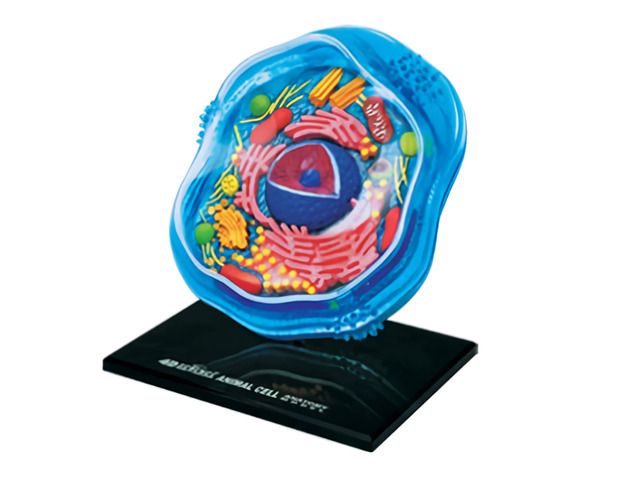 4D MASTER Vison模型/ 動物細胞