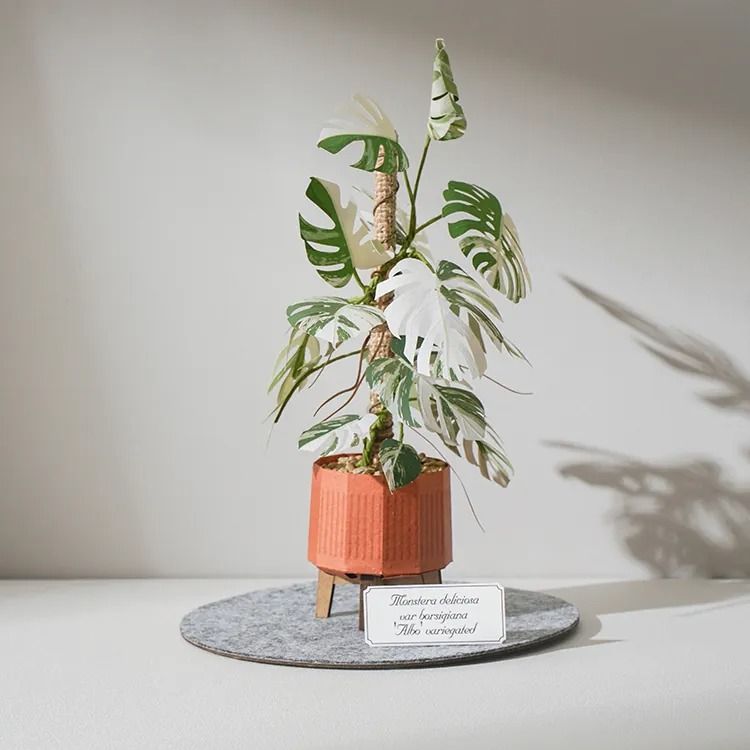 紙風景紙植栽雷射材料包/ 白斑龜背芋/ L