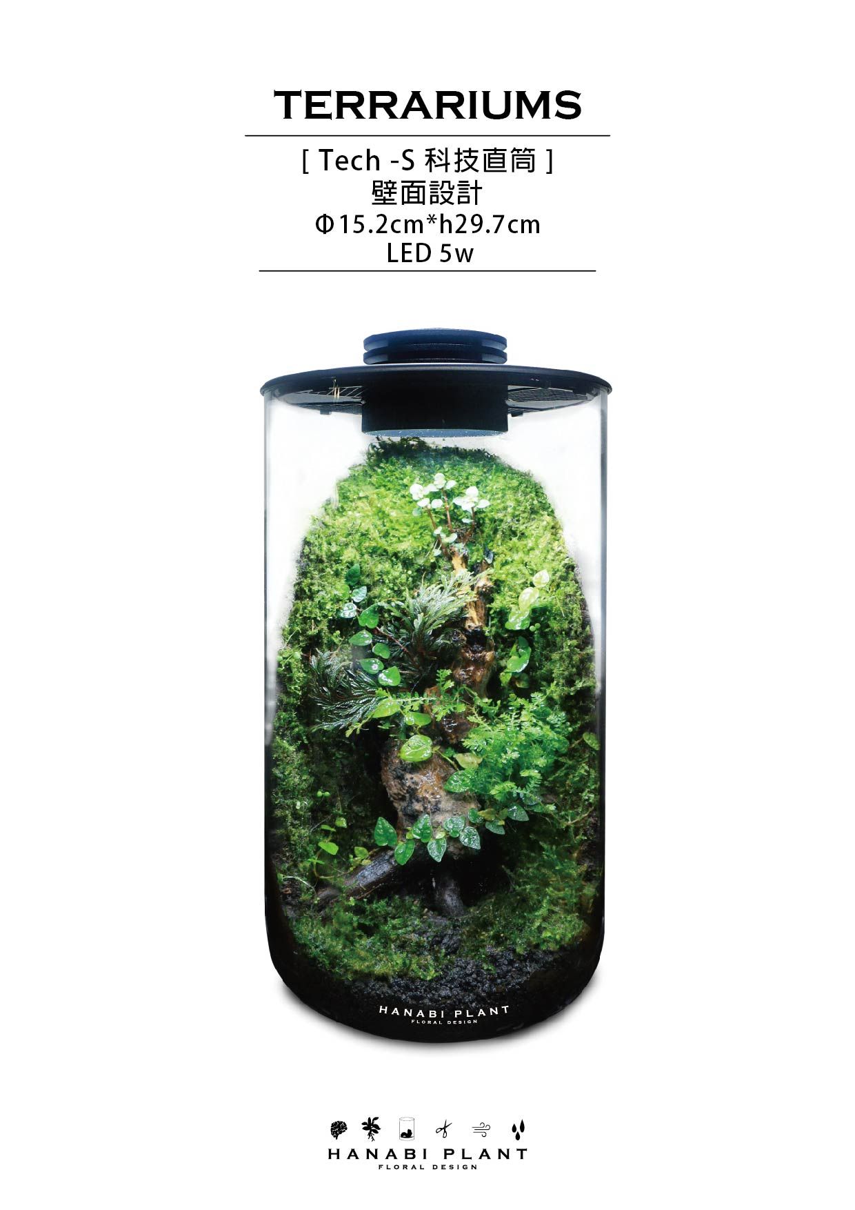 Hanabi plant 煙花蕨醒 科技款生態瓶-直筒/ 科技直筒-壁面