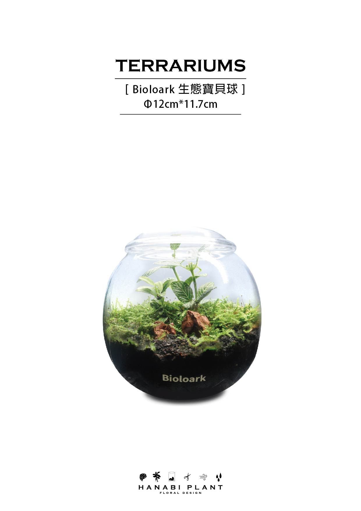 Hanabi plant 煙花蕨醒 生態寶貝球
