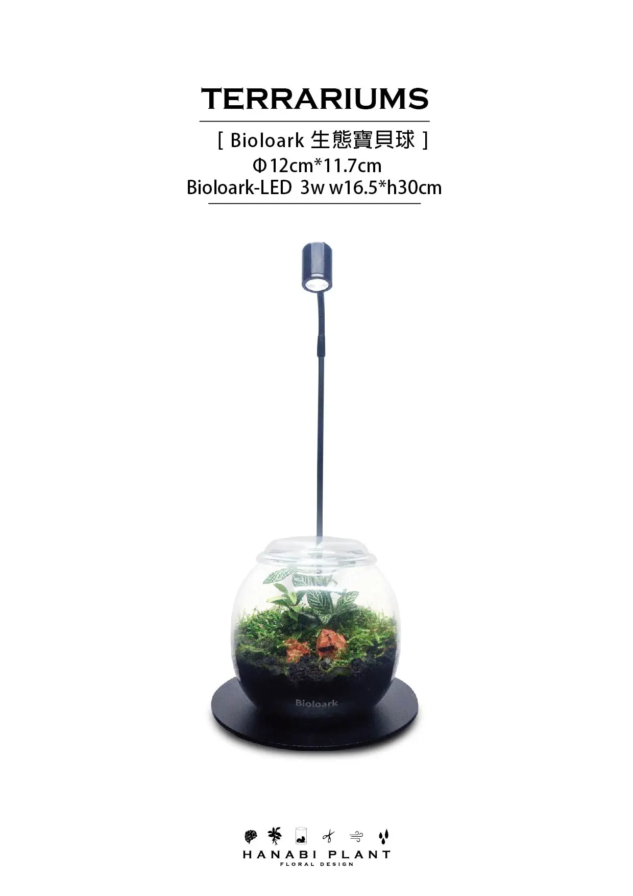 Hanabi plant 煙花蕨醒 生態寶貝球(含Biolark-LED 3W燈 )
