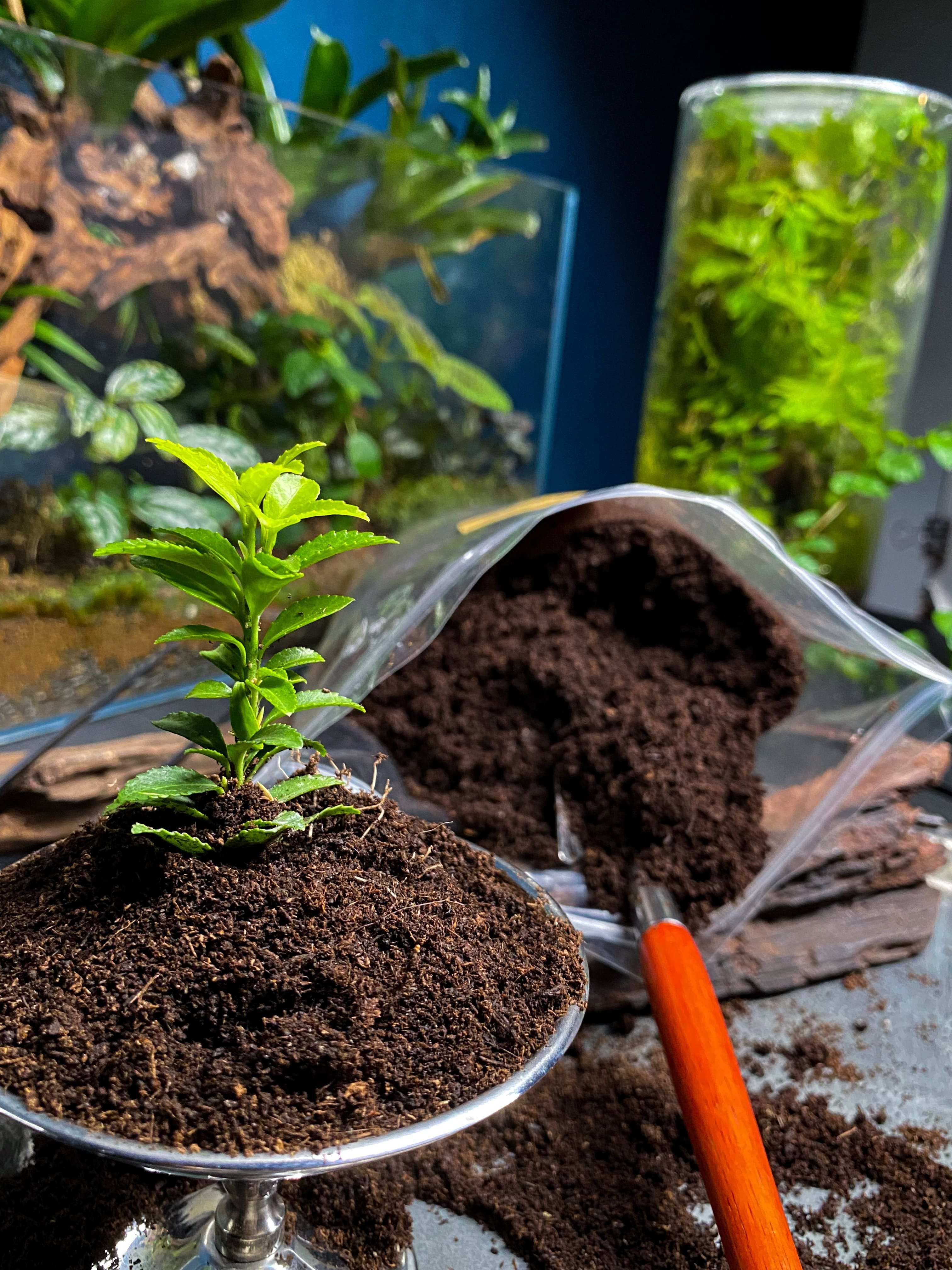 Hanabi plant煙花蕨醒 泥炭土