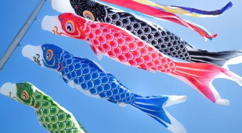 江戶御緣物語 招福祈願 【鯉魚旗】4色 橘