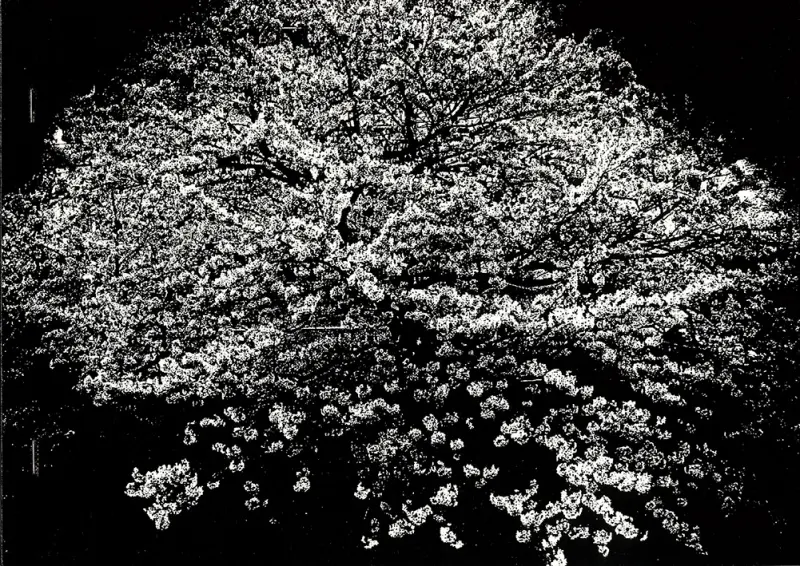 FLOWERS－森山大道攝影集(限量簽名版)