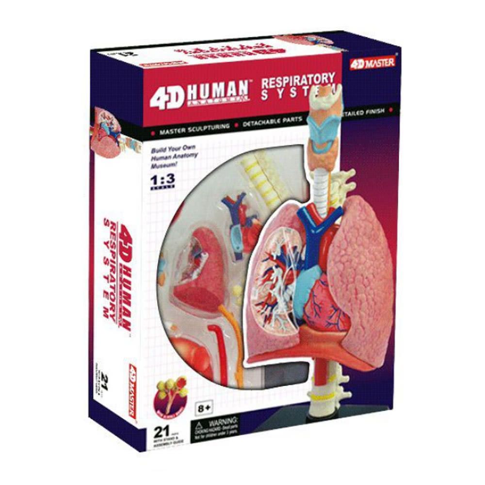 4D MASTER HUMAN模型/呼吸系統1:3