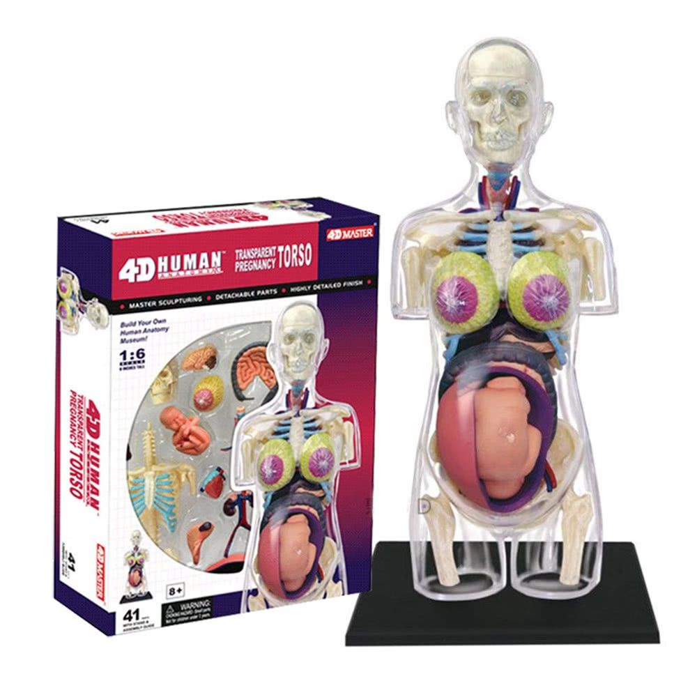 4D MASTER HUMAN模型/全透視半身/懷孕