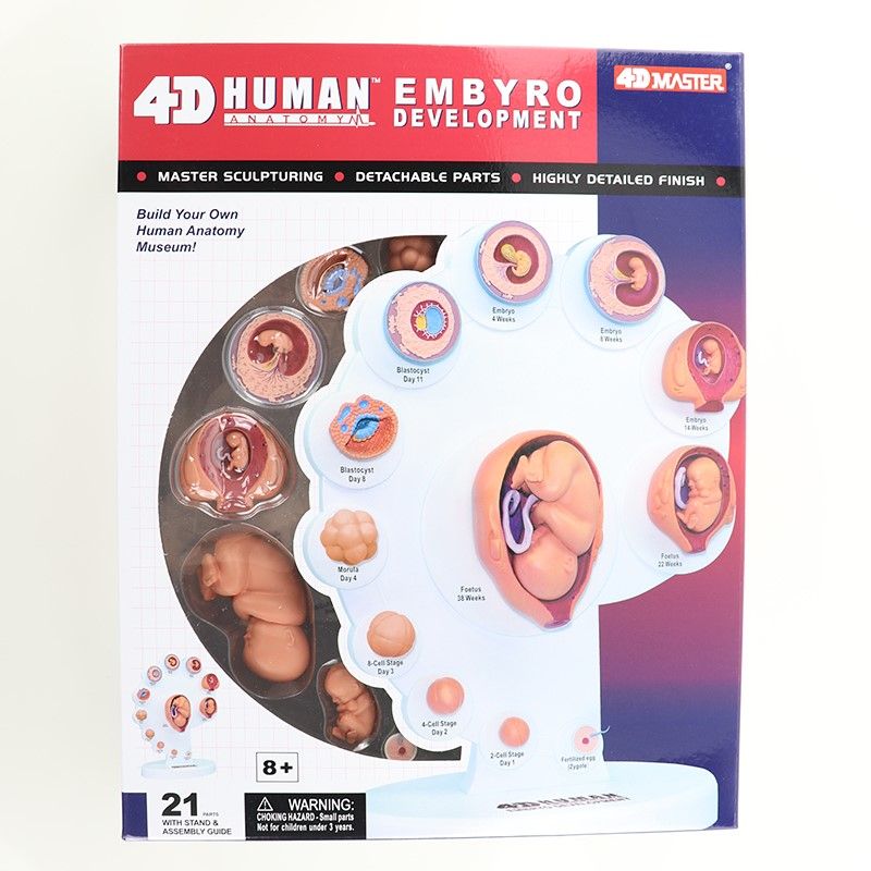 4D MASTER Human模型/ 胚胎發育/ 26074