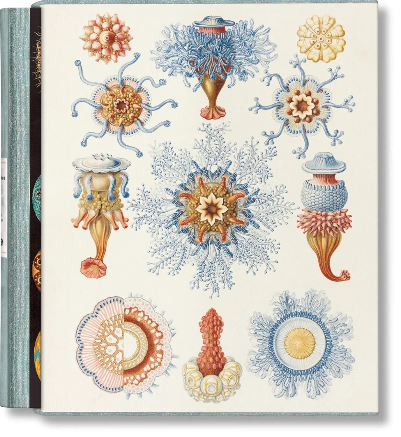 The Art and Science of Ernst Haeckel