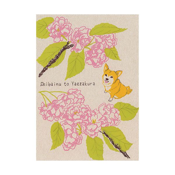 日本 dimanche 明信片/ 八重櫻/ 柴犬到野櫻