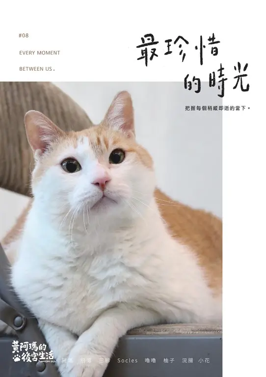 黃阿瑪的後宮生活8：最珍惜的時光 (電子書)