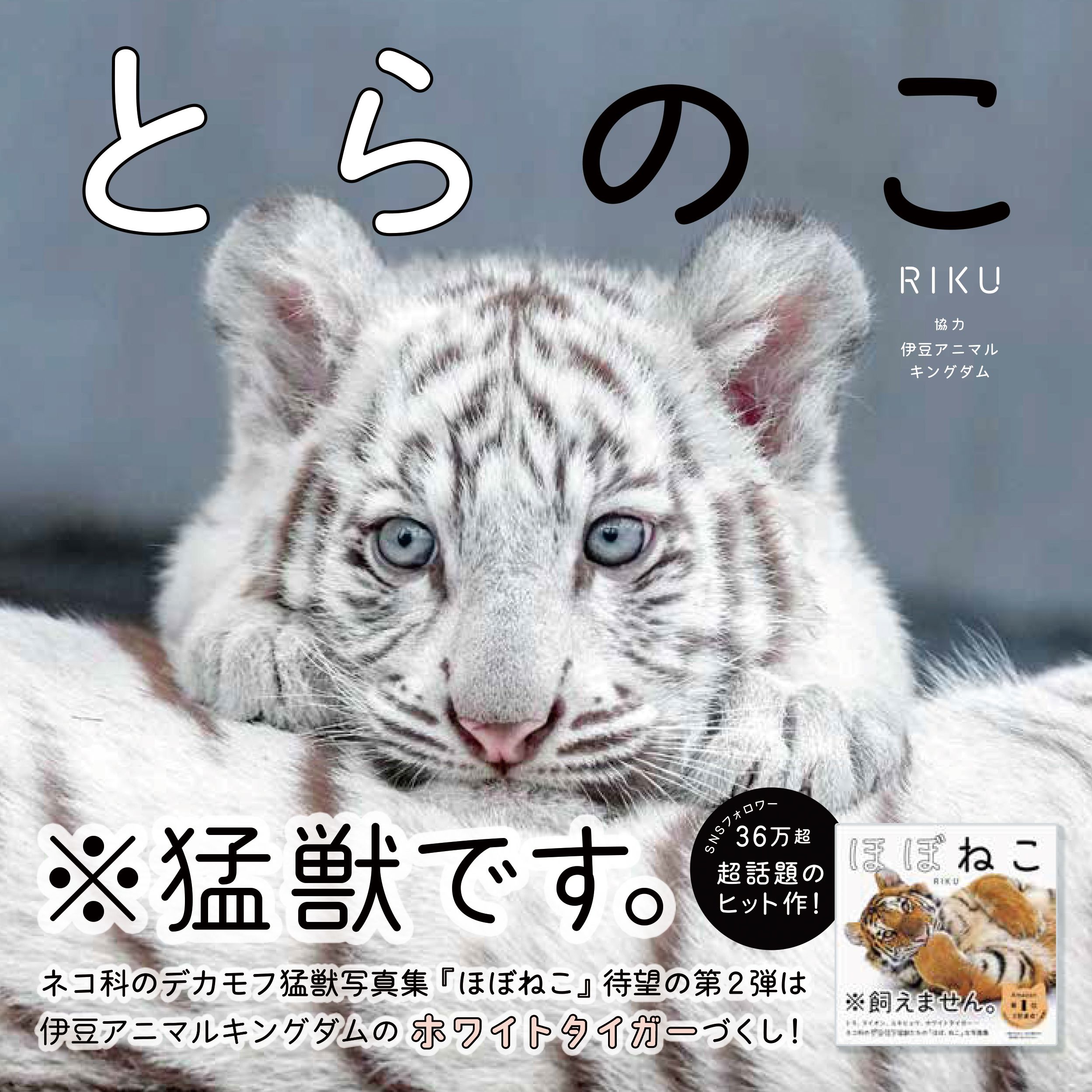 とらのこ