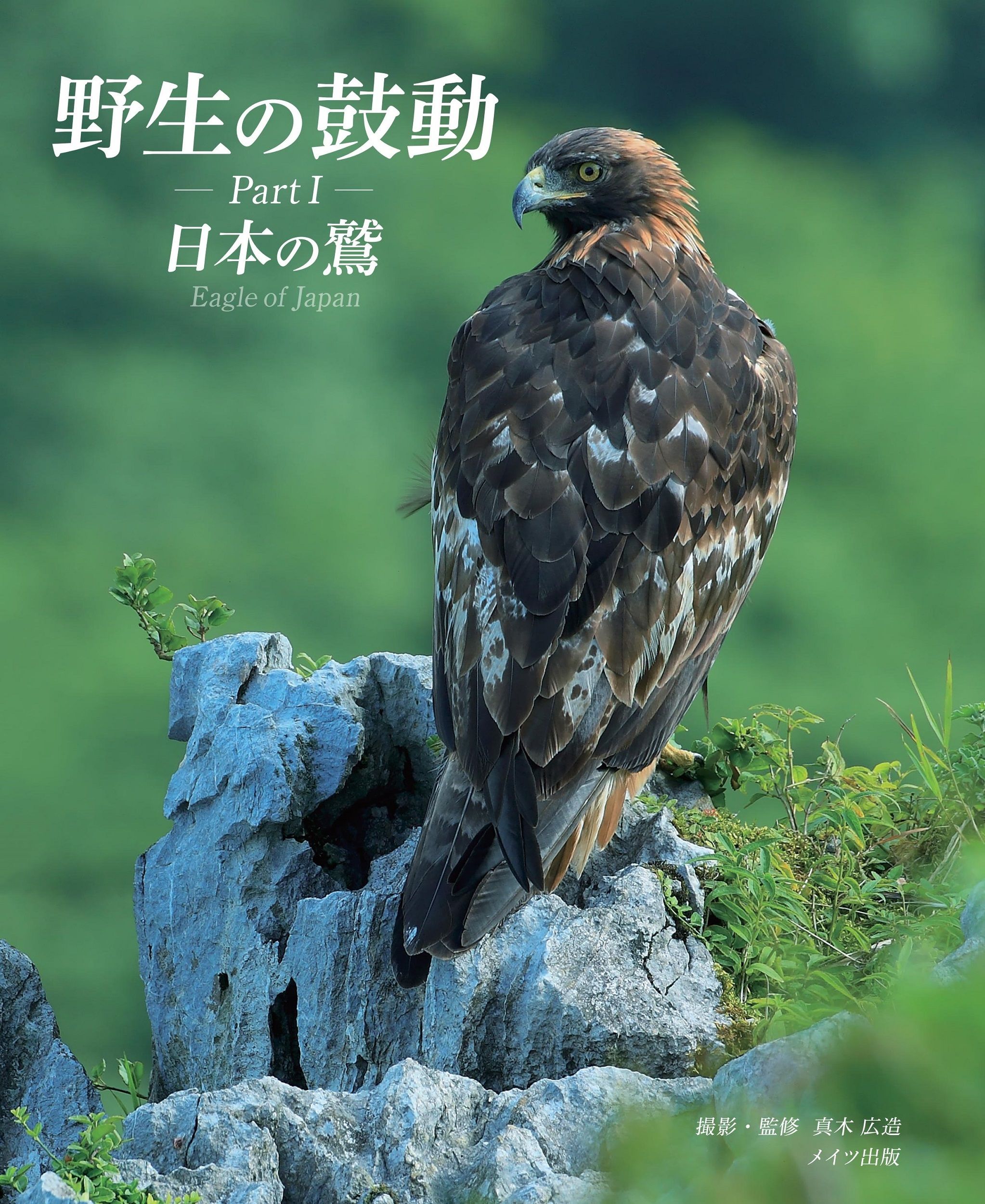 野生の鼓動 Part1